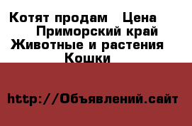 Котят продам › Цена ­ 5 - Приморский край Животные и растения » Кошки   